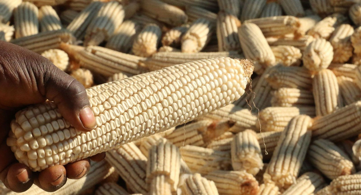 Zimbabwe bans maize imports after rare big harvest The Citizen