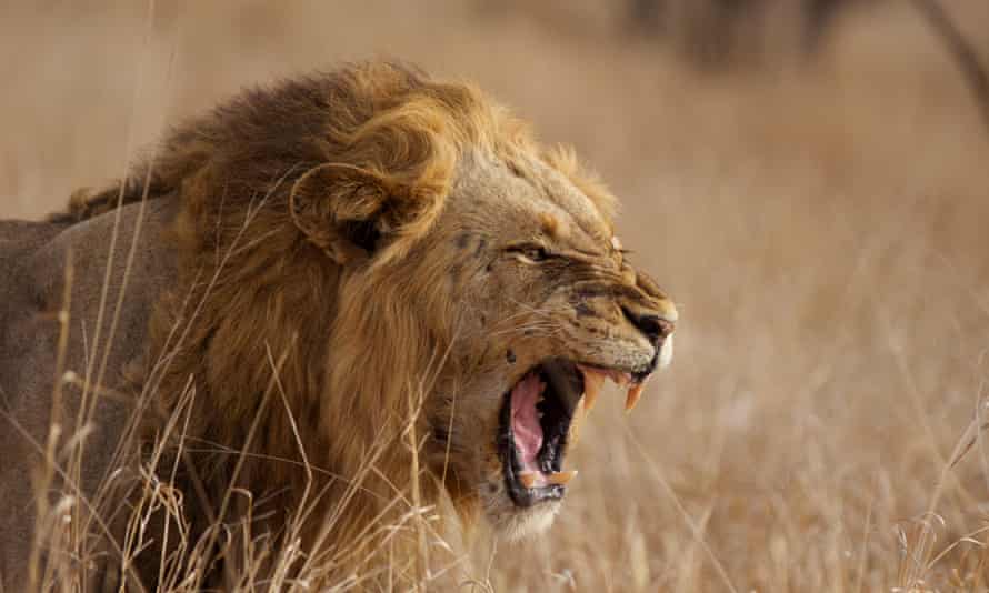 lione pic