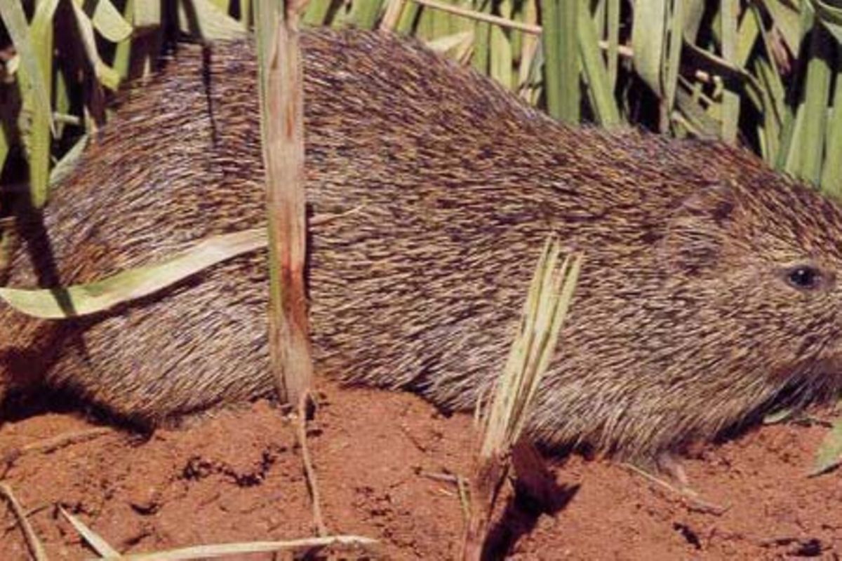 Experts in move to promote cane rat as food item The Citizen