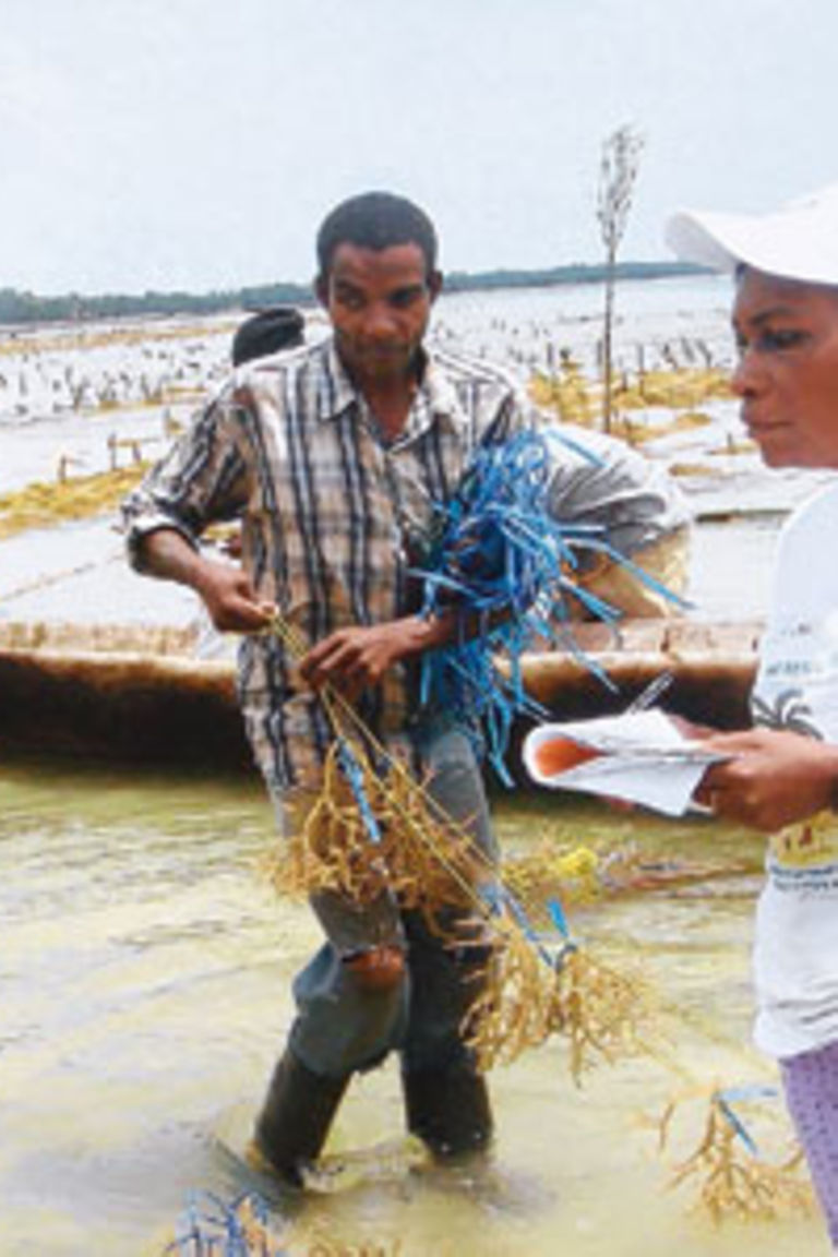 Benefits of seaweed farming The Citizen
