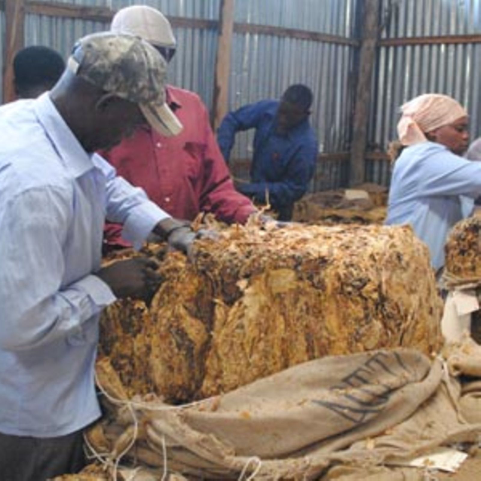 tanzania tobacco board TORITA Tobacco Board of Zambia |