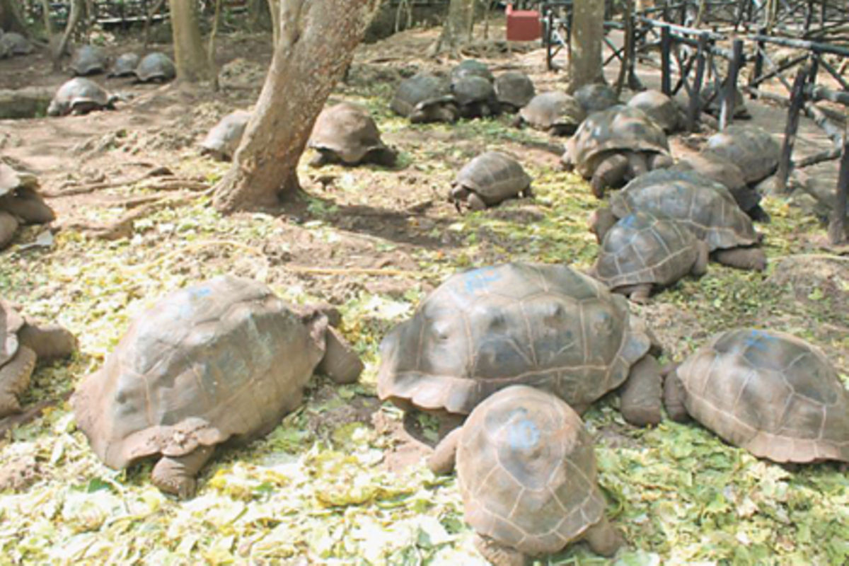 Giant Tortoises Prison Island