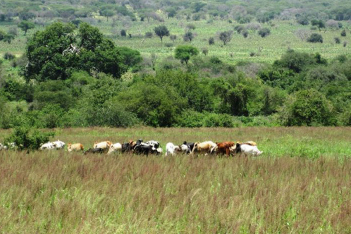 Handeni Rural Handeni residents want justice after illegal land sales | The Citizen