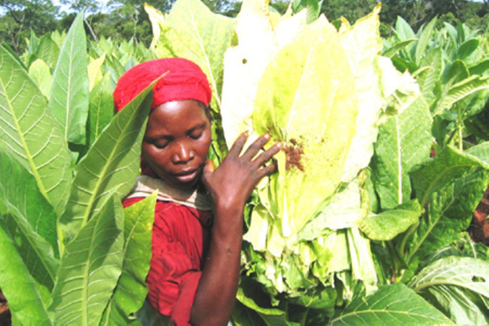 tobacco in tanzania The crusade towards a tobacco-free Tanzania