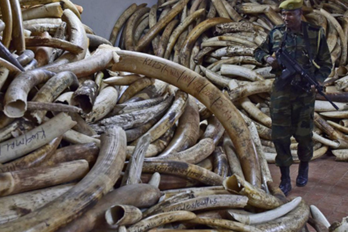 Ivory worth Sh4.6bn seized in operation The Citizen