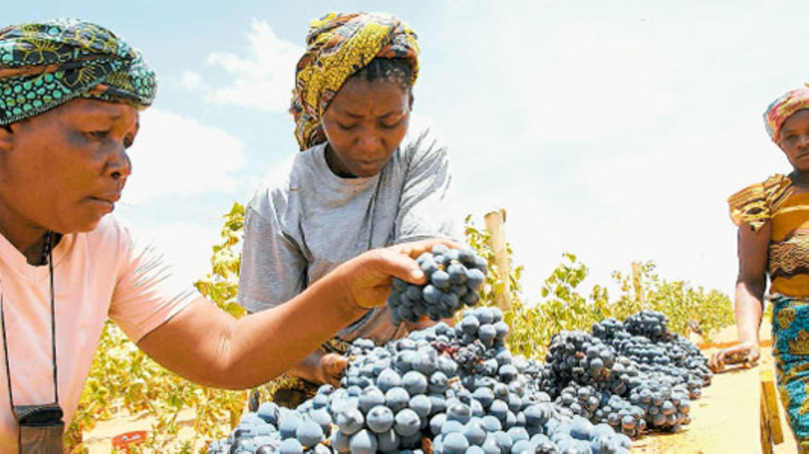 grapes pic