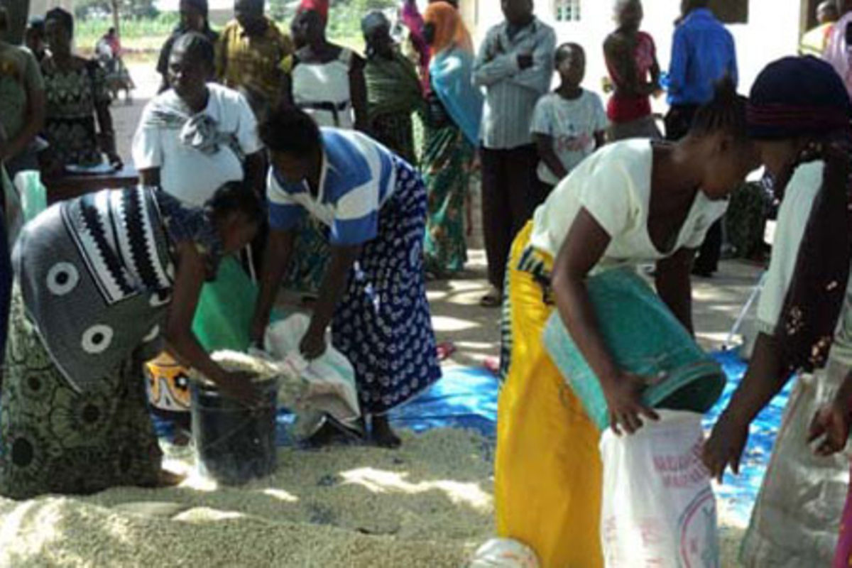 Agency now to purchase less maize due to cash limitation The Citizen