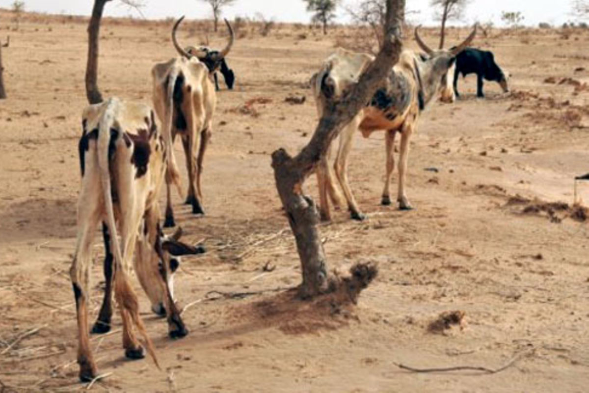 Alarm as severe drought kills over 3,000 livestock | The Citizen