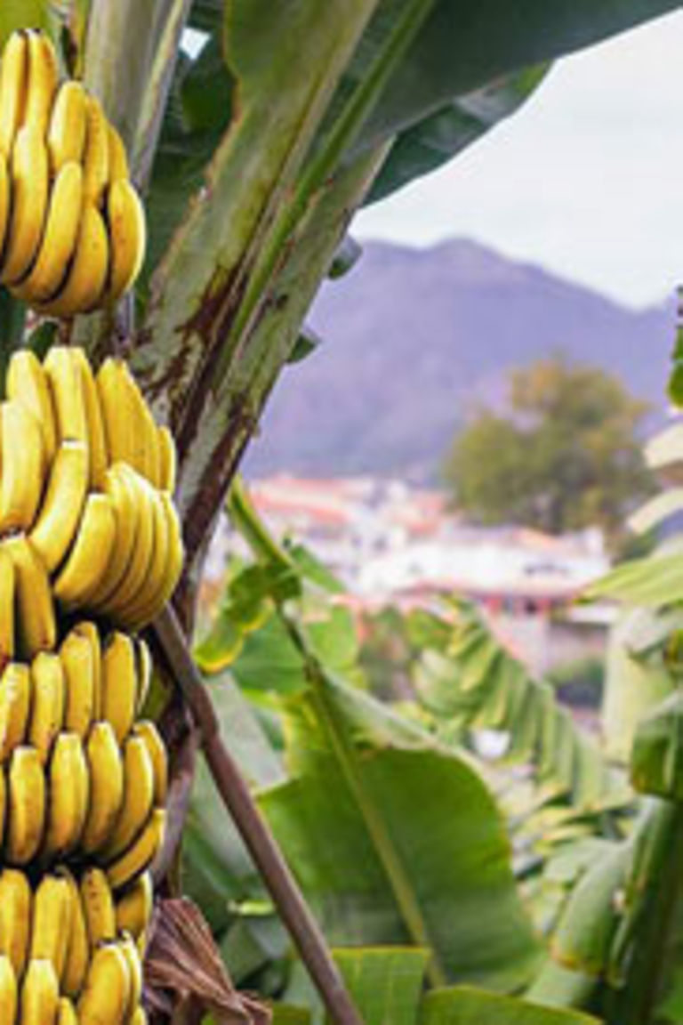 Tanzania faces banana disease threat The Citizen