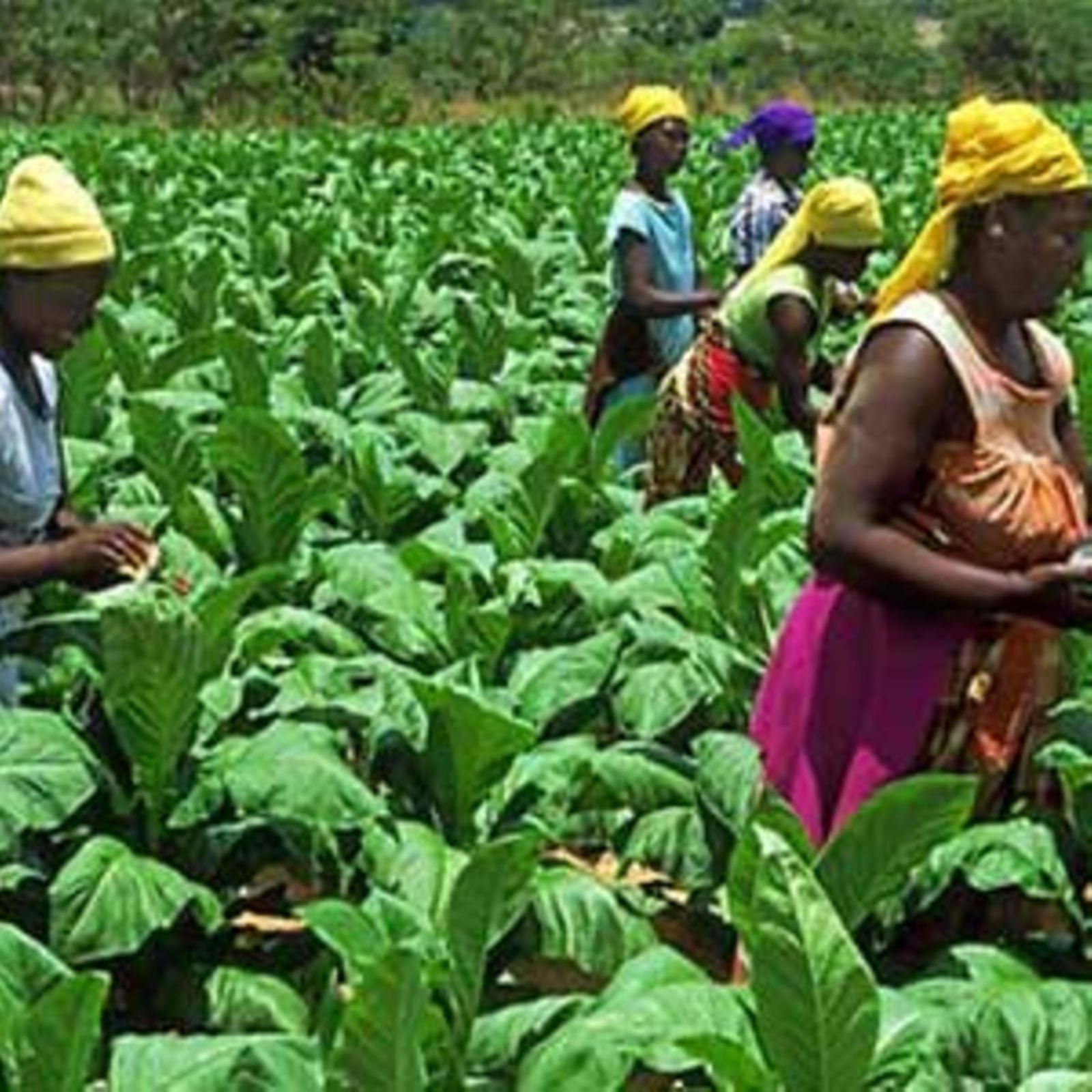 tobacco growing in uganda 1. on recently cleared forest land Bulindi, in the Creating Value For Our Investors