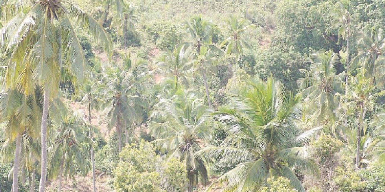 REAL ESTATE OVERVIEW OF TRANSFER OF LAND IN TANZANIA The Citizen