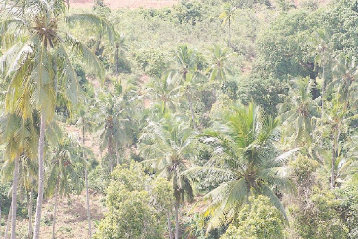 REAL ESTATE OVERVIEW OF TRANSFER OF LAND IN TANZANIA The Citizen