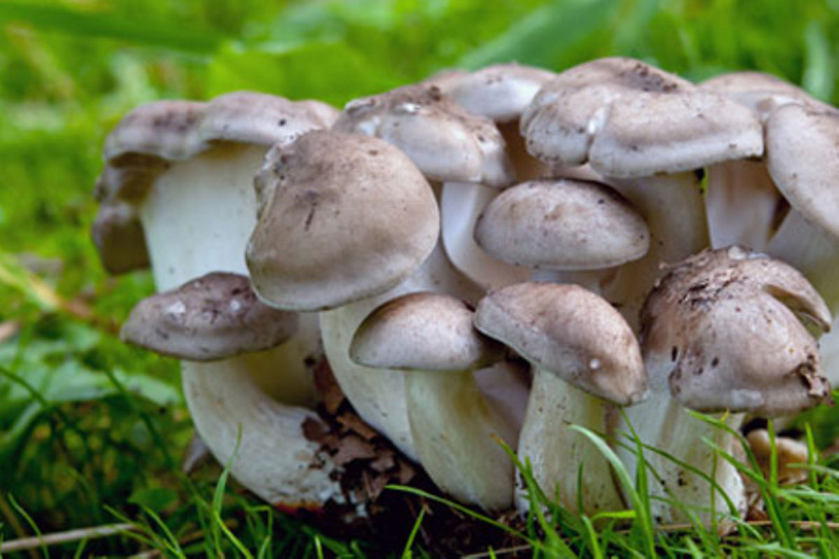 15 people die of mushroom poisoning in Zimbabwe The Citizen
