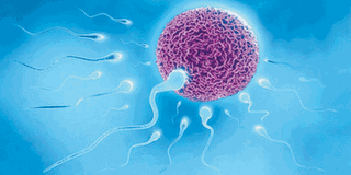 Male fertility crisis – what environmental contaminants have got to do with  it | The Citizen