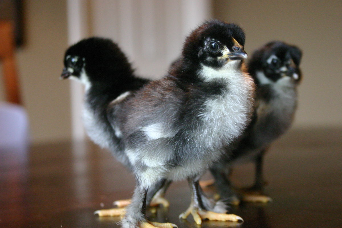 Increase supply of chicks | The Citizen