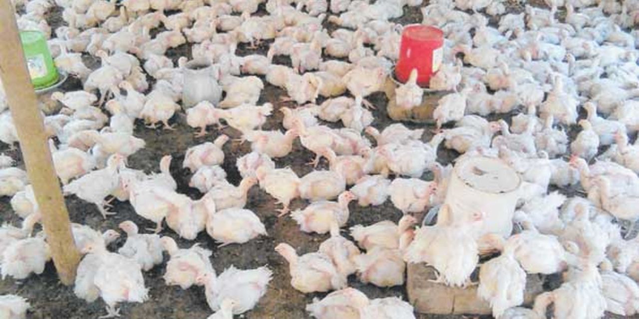 Chicken prices in Dar increase as supply falls The Citizen