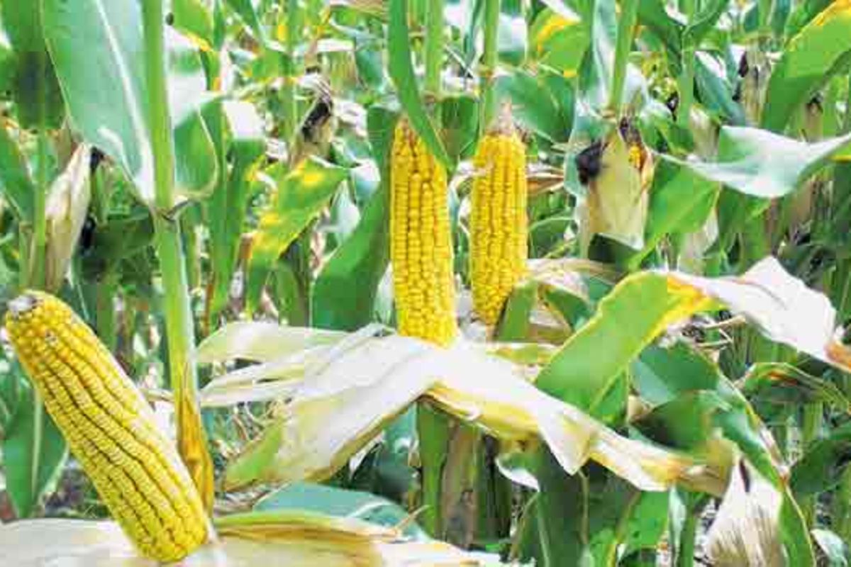 Two regions prepare to implement ASDP II | The Citizen