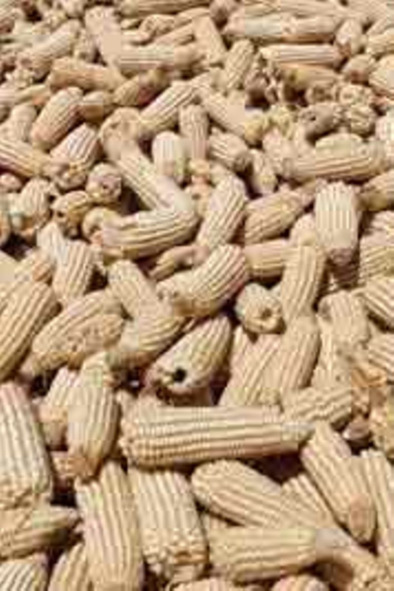 Reserve agency to buy only 2 per cent of surplus maize The Citizen