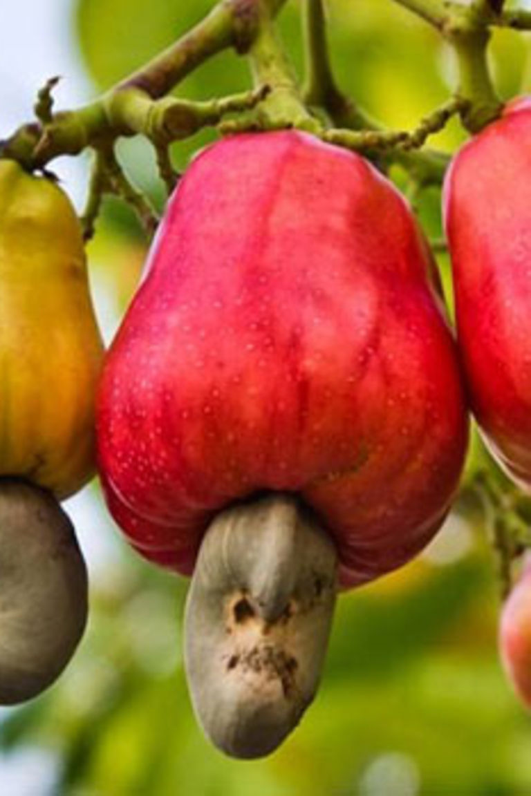 Handeni readies for cashew nut growing The Citizen