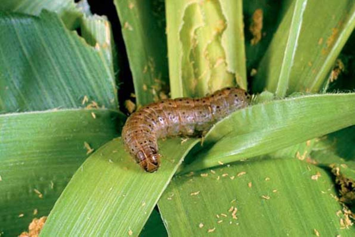 TPRI issues new guidelines to control fall armyworms The Citizen