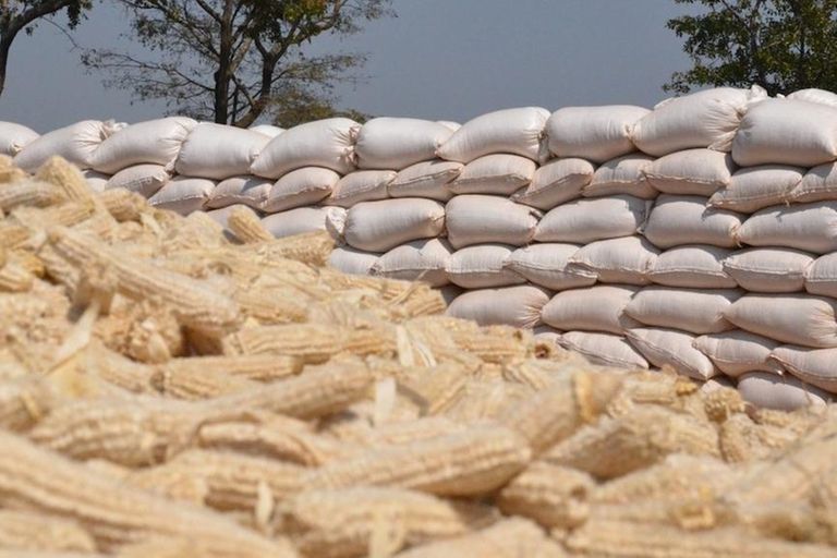 Maize prices increase The Citizen