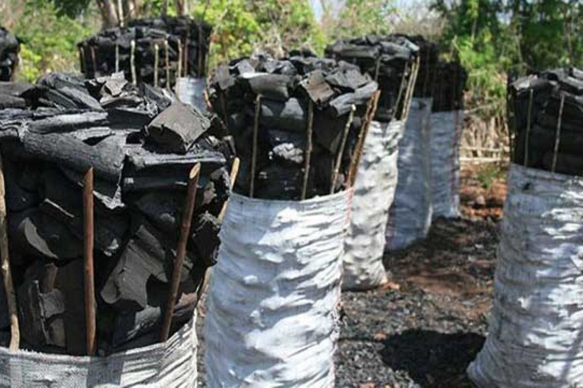 Why sustainable charcoal production is key to forest conservation | The ...
