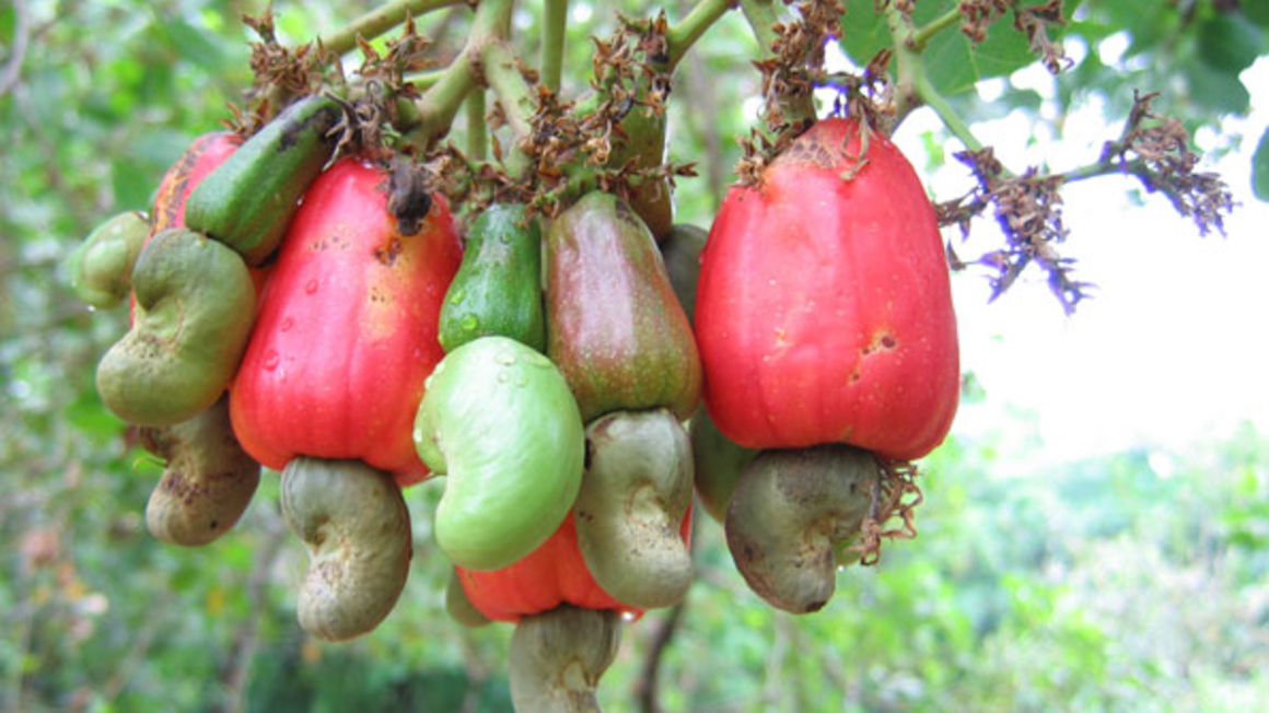 Tanzania Government Outlines New Strategy To Boost Cashewnuts tanzania-government-outlines-new-strategy-to-boost-cashewnuts