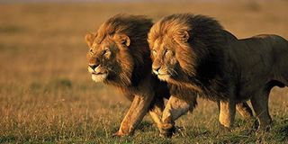 Emulating animals on leadership | The Citizen Emulating animals on leadership | The Citizen