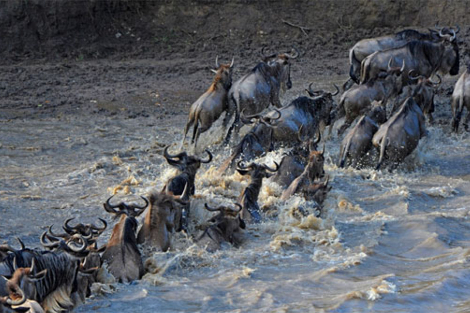 Kenyan court blocks closure of tourist camp on Mara River | The Citizen Kenyan court blocks closure of tourist camp on Mara River | The Citizen
