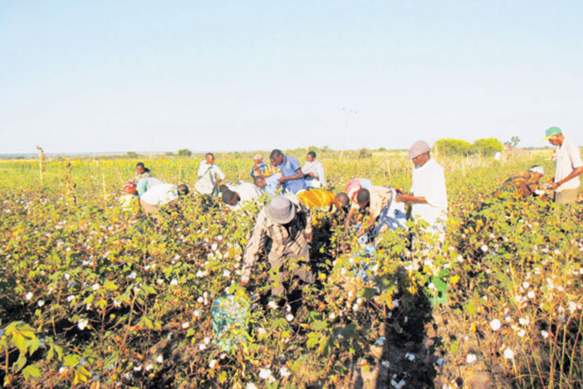 Cotton farmers need new technologies The Citizen