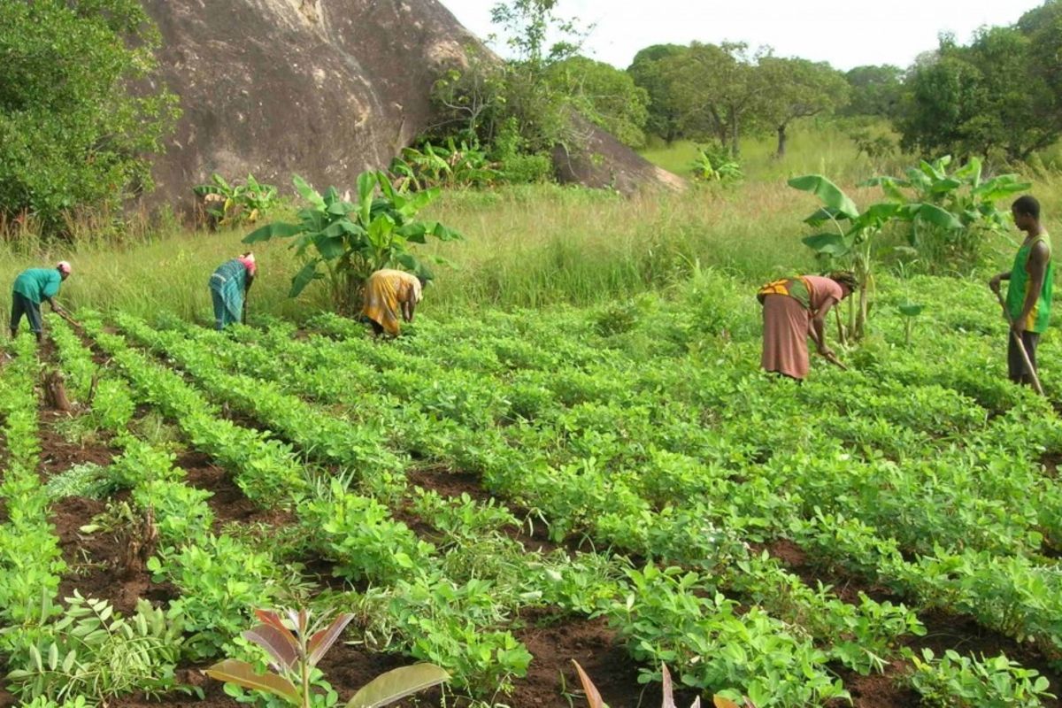 Farmers, firms reap big from EU support | The Citizen