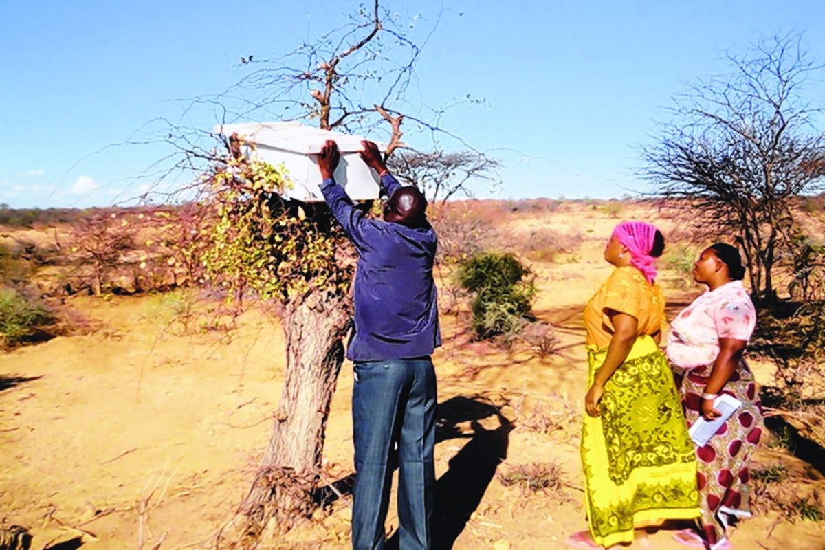 Tanzania eyes doubling honey production The Citizen