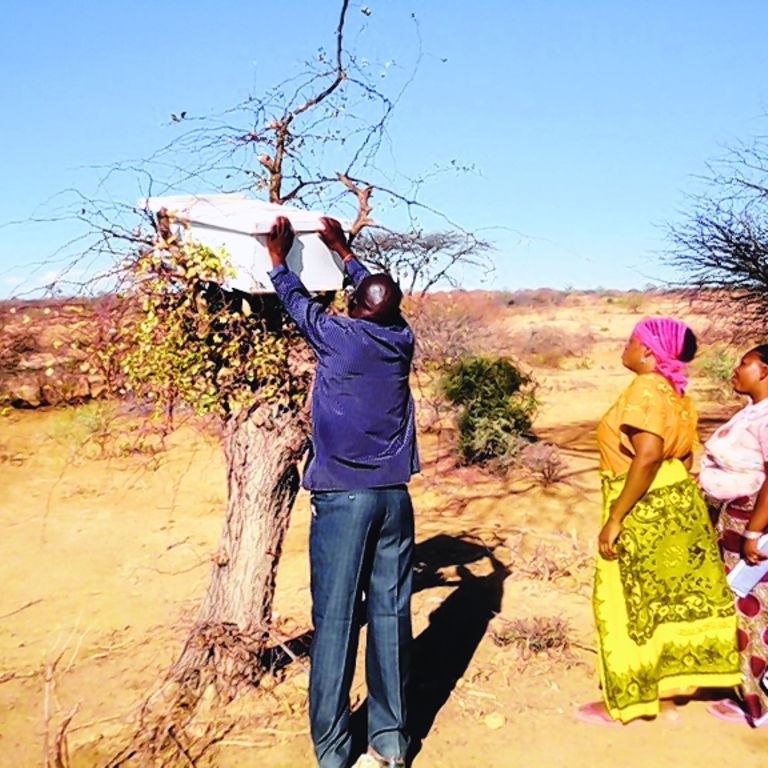 Tanzania eyes doubling honey production The Citizen
