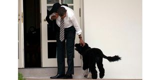 Obama family dog