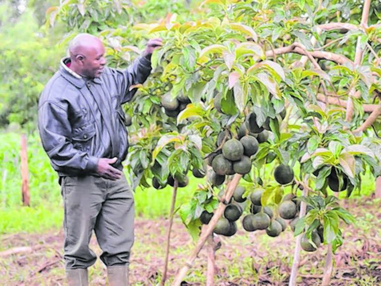 Why Tanzania needs to invest more into avocado production The Citizen