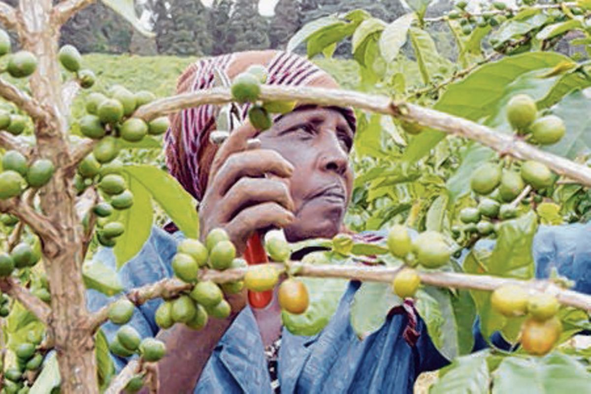 Coffee prices up by 30pc as global production tumbles The Citizen