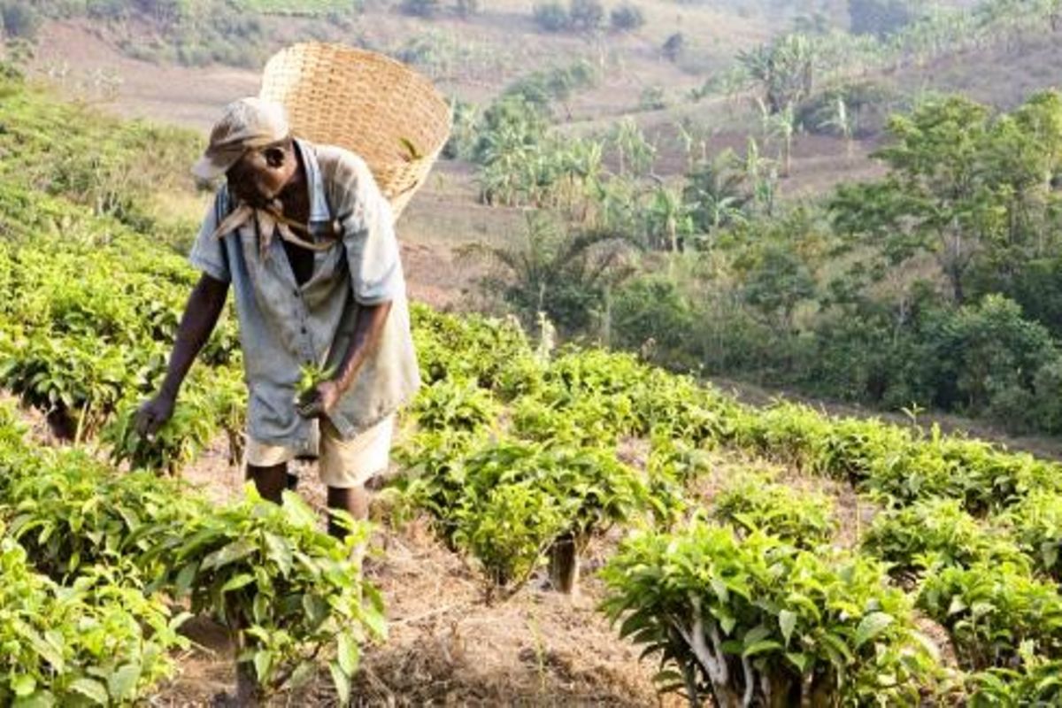 Climate-smart green tech boon for Tanzanian farmers | The Citizen