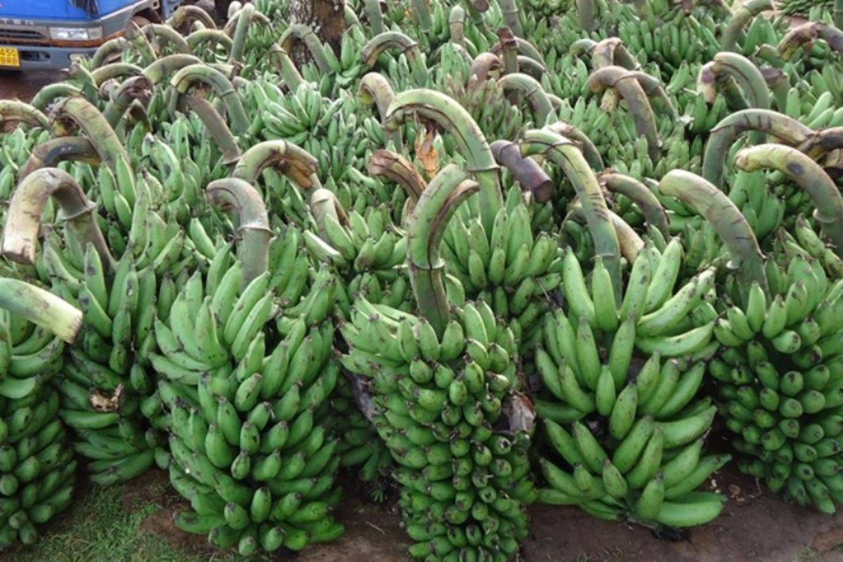 High yielding banana varieties now released The Citizen