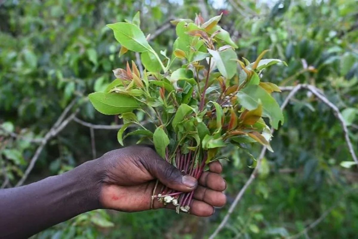 Kenya's khat producers eager to resume exports to Somalia | The Citizen