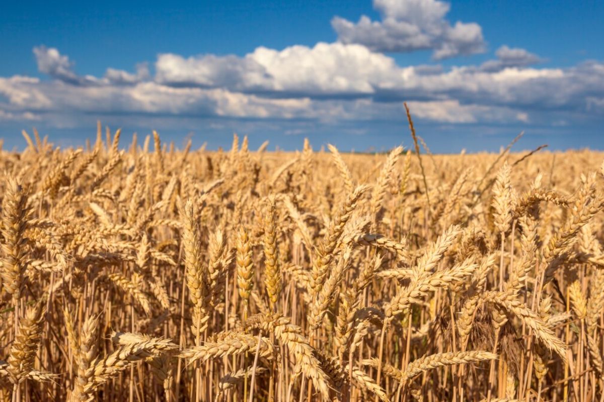 Mo Dewji plans Sh9.2 trillion grains production investment via SPAC The Citizen