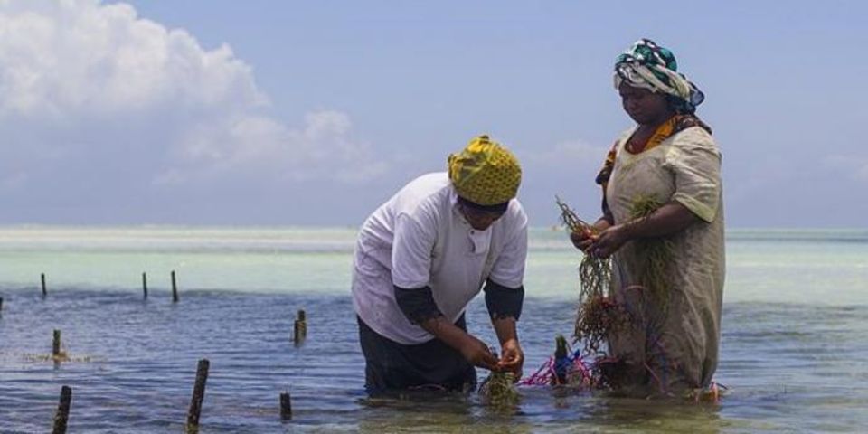 Sh3.2 trillion invested in Zanzibar’s Blue economy so far | The Citizen