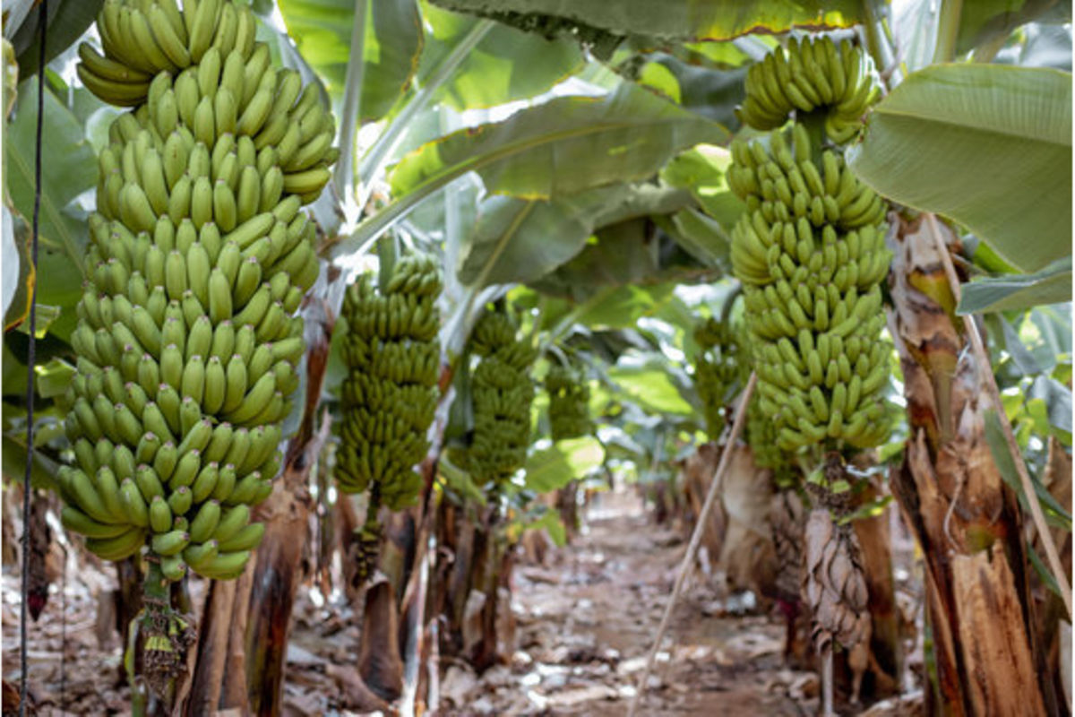 Taha roots for share of East Africa’s 4.3 billion banana market The