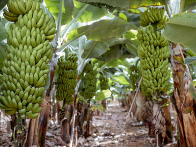 Tanzania secures South African market for fresh bananas