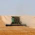 A farmer harvests wheat in Ukraine.