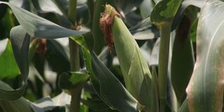 Maize growing in a farm