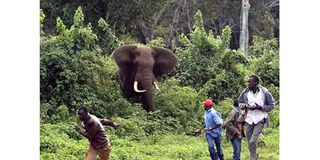 In Tanzania, wild animals kill one person every 52 hours | The Citizen In Tanzania, wild animals kill one person every 52 hours | The Citizen