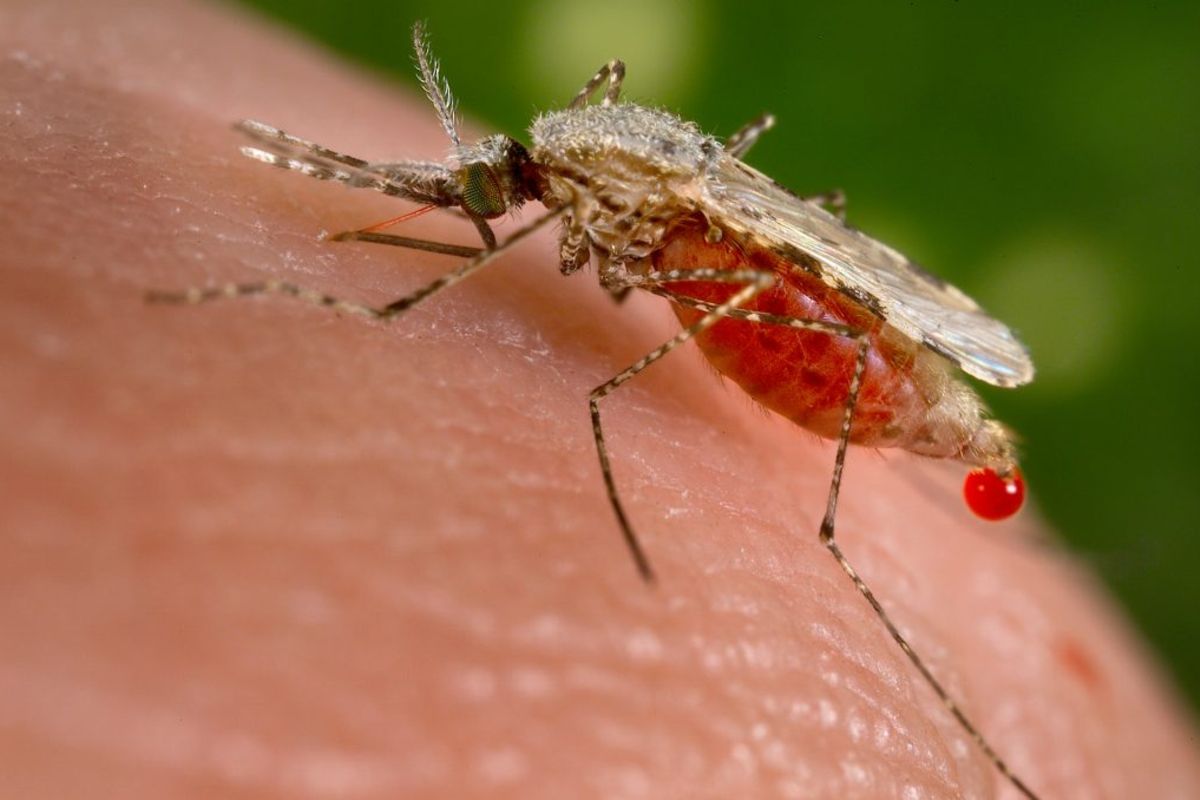 Tanzania on high alert against new malaria threat