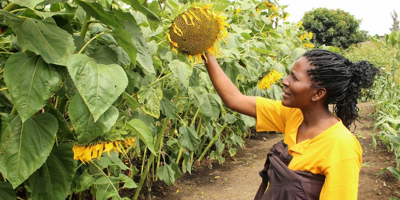 How to increase domestic cooking oil production The Citizen