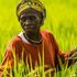 Nyeri farmer 