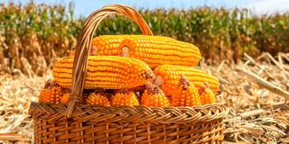 maize